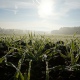 В Курской области вымерзло 40 тысяч гектаров озимых
