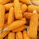 Курское сельхозпредприятие сертифицировало 10 тыс. тонн кукурузы в «фантомной» лаборатории