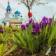 В Курской области 13 мая ожидаются дожди, туманы и до +20 градусов