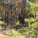 В Курской области арендатора лесного участка оштрафовали на 200 тысяч рублей