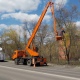 В Курске за месяц спилили 290 аварийных деревьев
