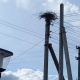 В Курской области оставшиеся без дома из-за сноса водонапорной башни аисты свили новое гнездо
