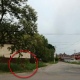 В Курске по улице гуляла косуля
