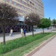 В Курске на улице Ленина заменят засохшие шаровидные клены