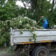 В Курске спилили 408 аварийных деревьев