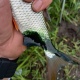 В Курской области рыбу с зеленой жидкостью из Сейма отправили на экспертизу