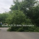 В Курске на ул. Ватутина на дорогу упало дерево