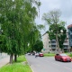 В Курске у поликлиники №1 спилят 7 деревьев