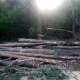 Вырубка леса, возмутившая жителей Курской области, оказалась законной
