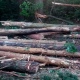 Комитет природных ресурсов Курской области начал проверку вырубки леса во Льговском районе