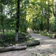 В Курске в Детском парке начали вырубку аварийных деревьев