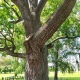 Растущий в Курской области дуб может стать главным деревом страны