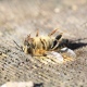 В Курской области расследуют причину массовой гибели пчел в трех деревнях