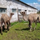 В Курскую область привезли двух верблюдов