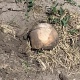 Строители в Курской области случайно откопали человеческие останки