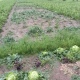 В Рыльском районе Курской области град побил огороды