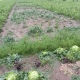 В Рыльском районе Курской области град побил огороды