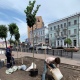 В Курске на улице Ленина высадили шаровидные клены