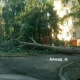 В Курске на улице Ольшанского упавшее дерево перекрыло проезжую часть