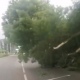 В Курске на дорогу рухнуло дерево