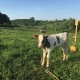 В Курской области выросло поголовье рогатого скота и уменьшилось поголовье свиней