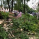 В Курске за неделю спасатели спилили 60 аварийных деревьев