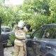 Губернатор Курской области обратил внимание на проблему аварийных деревьев