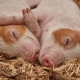 В Золотухинском районе Курской области выявлена африканская чума свиней