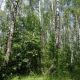 В Курской области ограничено посещение лесов