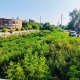 «Утиный остров» в Курске расчищают от сорняков и мусора