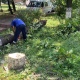 За сутки из-за сильного ветра в Курске упали 17 деревьев