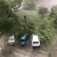 В Курске дерево упало на три автомобиля во дворе многоэтажного дома