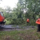 В Курске после урагана с улиц убрали более 30 поваленных деревьев