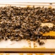 В Курской области агрофирма заплатит компенсацию пасечнику за гибель пчел