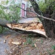 В центре Курска рухнувшее дерево заблокировало машины во дворе
