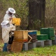 В Курской области будут отмечать День пчеловода