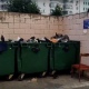 Жители Курска жалуются на расплодившихся галок и голубей