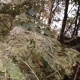 В Курской области американская бабочка уничтожает сотни деревьев