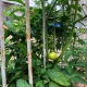 В Курске на парковке рядом с Московской площадью выросла плантация помидоров