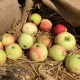 Всех желающих приглашают принять участие в открытом городском конкурсе «Курское яблоко»