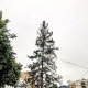 В Курске на улице Ленина срубили огромную ель