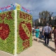 В Курске на Театральной площади создадут картину из яблок 16 на 20 метров