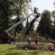 В Курске в Первомайском парке вырубят 12 деревьев
