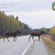 В Курской области идет гон лосей и их сезонная миграция