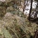 В Курской области за нежелание бороться с американской бабочкой привлечены к ответственности 8 фирм