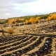 В Курской области высадили 10 500 саженцев дуба, рябины, липы и ясеня
