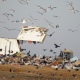 В Курске за подсчет птиц на полигоне ТБО заплатят 556 тыс. рублей