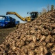 Курские аграрии накопали около 3 млн тонн свеклы