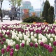 В Курске приступили к высадке 43 000 крокусов и тюльпанов