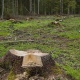 Под Курском в трех районах незаконно вырубили деревья на 46 миллионов рублей